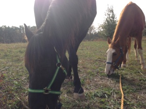 Midnight and Ginger, Tennessee Walking Horses